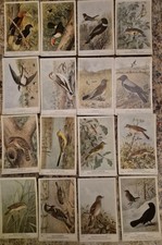 30 x British Museum (Natural History) Birds Vintage Postcards