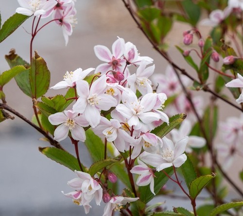 Deutzia tokyo delight - deutzia,