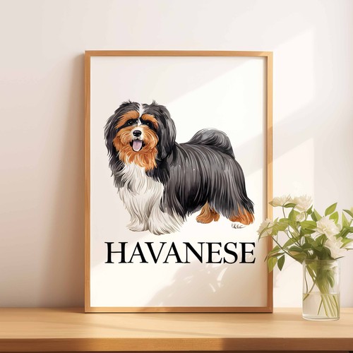 Havanese dog - a5,