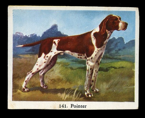 Pointer english gun - gun, full