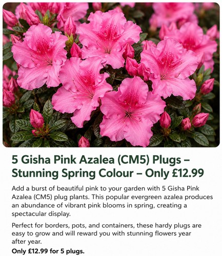 Gisha pink azalea plug - 5,