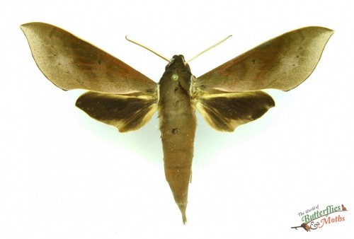 Xylophanes porcus hawk moth - xylophanes,