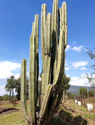 Lophocereus - , (pachycereus)