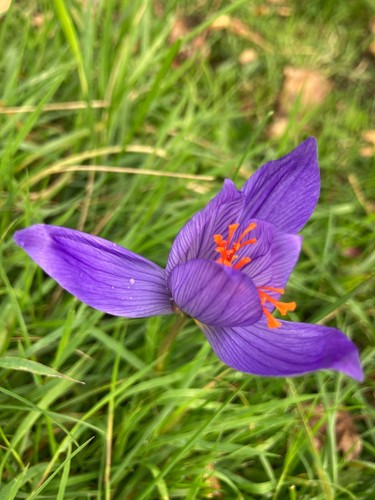 Saffron crocus - saffron,