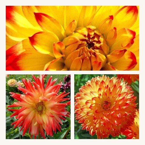 Dahlia decorative procyon 1 - decorative, x