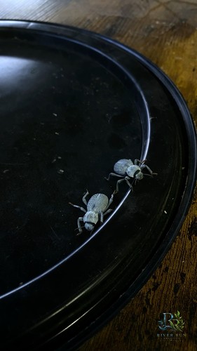 Blue death feigning beetles - blue,