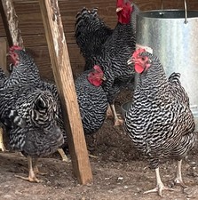 10+2 Plymouth Barred Rock
