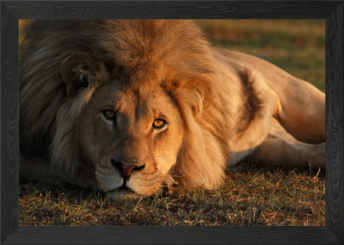 Lion painting framed wall art - lion,
