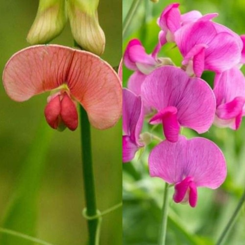 Lucky dip pink - dip, everlasting