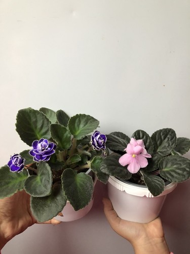 2xafrican violet fresh unroo - violet,