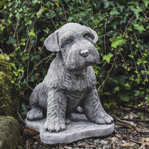 Super cute schnauzer puppy - cute, dog