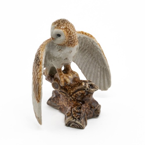 Northern rose owl - owl, barn