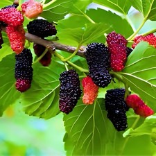 2 Live Red  Mulberry Trees