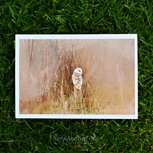 Barn owl photography print - owl,