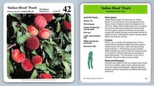 Indian Blood' Peach #30 Deciduous Fruit Trees - My Green Gardens Cardmark Card