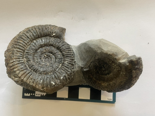 Dactylioceras ammonite double - ammonite,