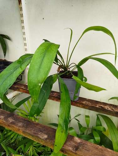 Anthurium vittariifolium 11 - anthurium,