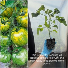 Tomato Green Zebra Plant