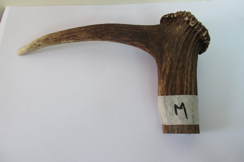 Red deer stag - stag, antler