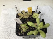 Pinguicula Collection. #12