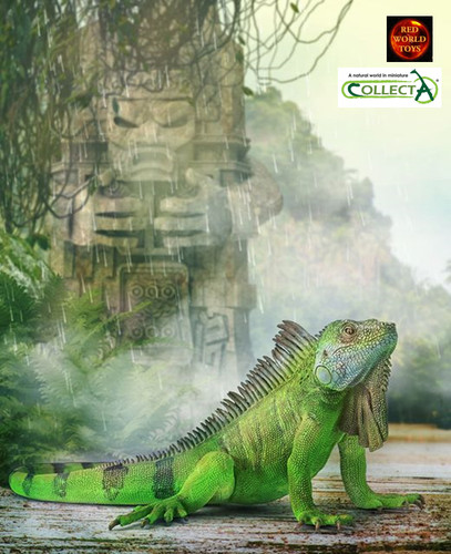 Green iguana lizard - green, reptile