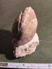 Large Fossil Brachiopod