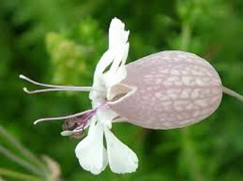 Bladder campion silene - campion,