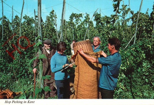 Picture postcard hop picking - picture, postcard::hop