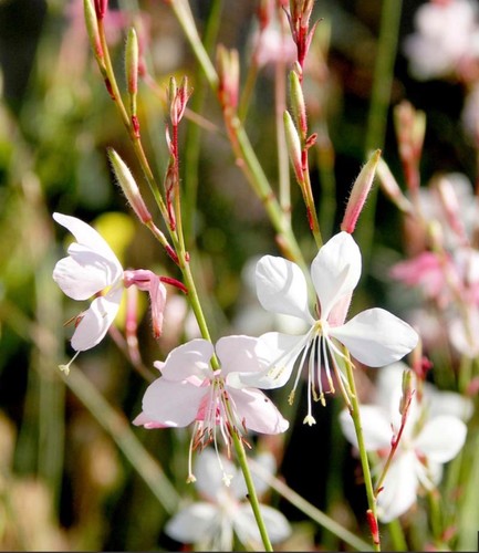 Gaura lindheimeri the bride - gaura, bride*
