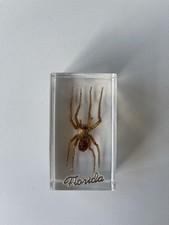 Real Florida Spider Insect Preserved in Resin Paperweight Animal Taxidermy