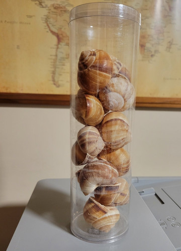 Apple snail shells empty lot - apple,