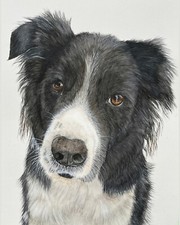Border Collie Pet Portrait