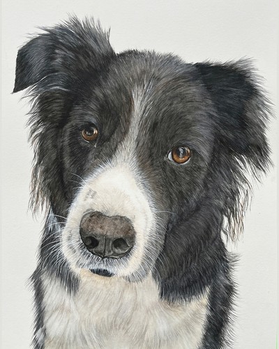 Border collie pet - border,