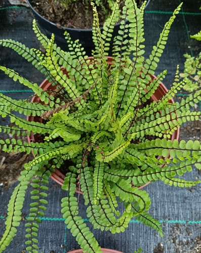 Asplenium trichomanes british - trichomanes,,