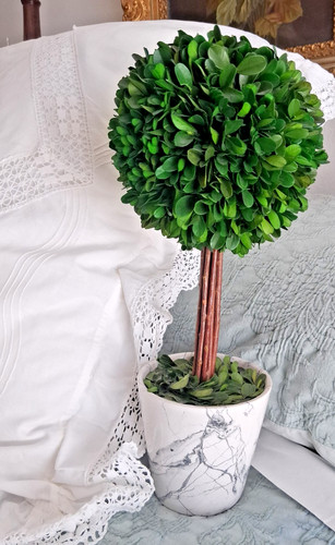 Real preserved boxwood ball - preserved,