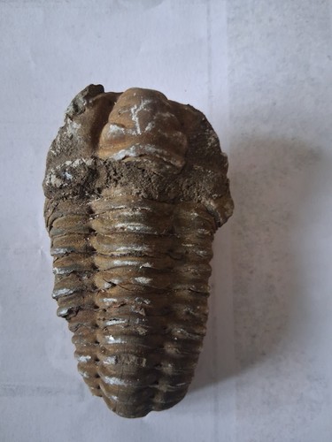 Fossil calymene trilobite - calymene,