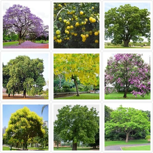 Collection mixed tree - collection, of
