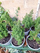 1 English Yew 15cm Hedging