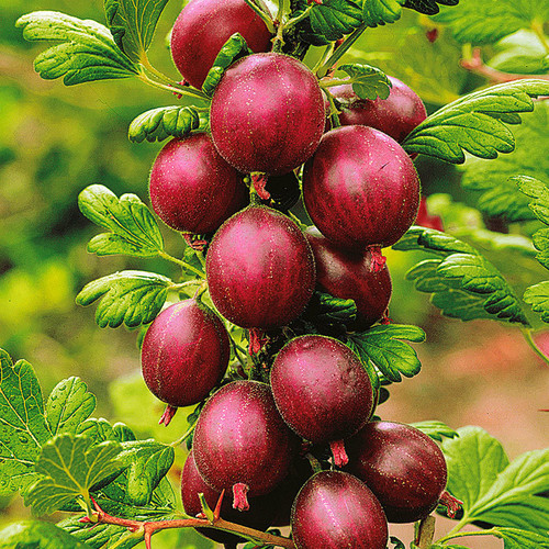 Gooseberry ribes uva crispa - ribes, uva-crispa