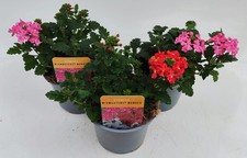 Verbena mix masters monaco - verbena,