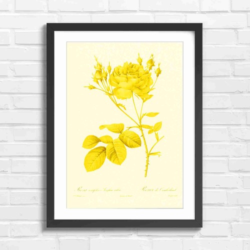 Pink rose botanical art - rose, yellow