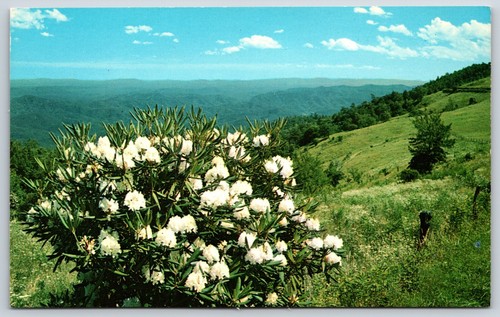Postcard white rhododendron - postcard,
