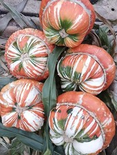 TURKS TURBAN/ HEIRLOOM