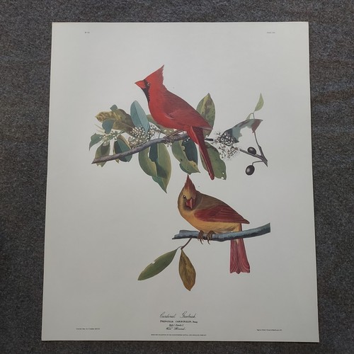 Print audubon vtg - jj,