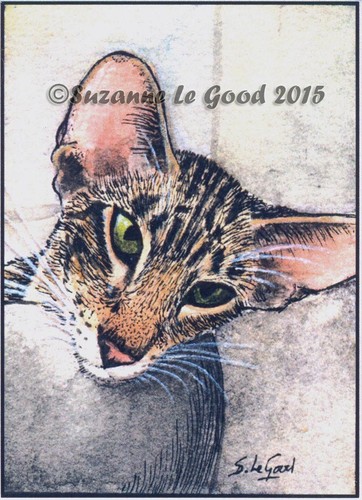Oriental tabby cat - oriental, aceo