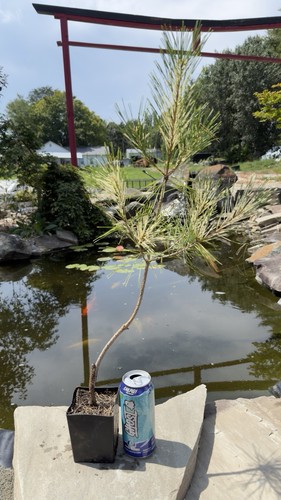 Japanese red pine oculus - red, ‘oculus