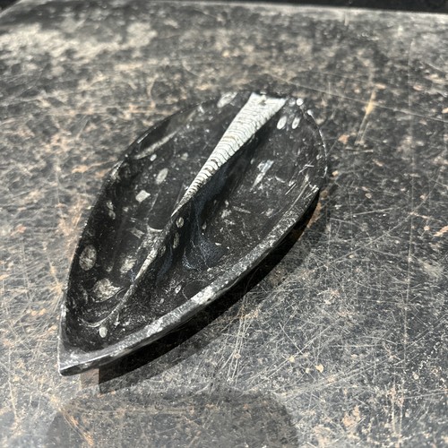 Polished dish fossiliferous - polished,