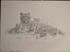 David Shepherd - Tigers Pencil