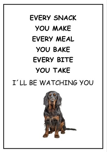 Gordon setter be - setter,