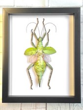 Jungle nymph stick - stick, insect